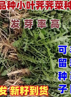 老品种小叶荠荠菜种子四