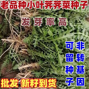 老品种小叶荠荠菜种子四季大叶野菜种籽盆栽荠菜种孑青菜籽秋冬播