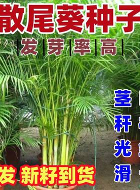 散尾葵种子林木种籽国产