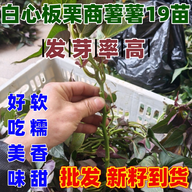 耐热抗旱商薯19白心板栗薯苗图片