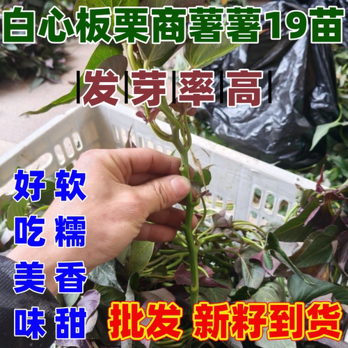 耐热抗旱商薯19白心板栗薯苗