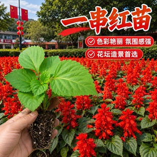 一串红苗高杆矮杆盆栽花卉种苗花期超长越开越旺户外花坛种植优选