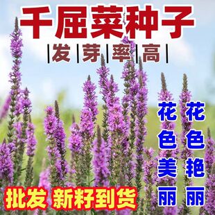 千屈菜种子四季水枝柳对叶莲花籽多年生水生植物阳台盆栽春秋季播