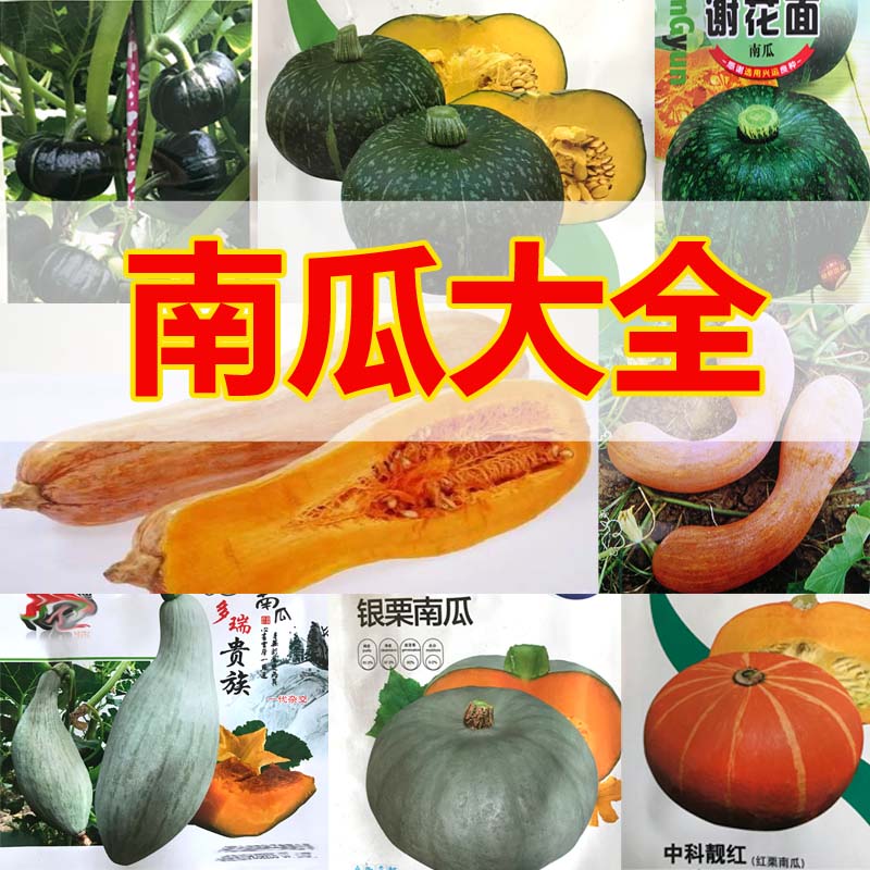 早熟蜜本南瓜种子家庭菜园金钩南家庭园艺种子