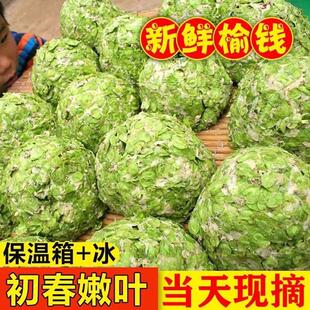 新货榆钱窝窝头榆钱山药窝窝头榆钱新鲜2025当季榆钱籽树叶馒头营