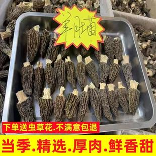 新日期羊肚菌干货100g250g500g云南特产羊肚菌新鲜干羊肚菌菇类菌