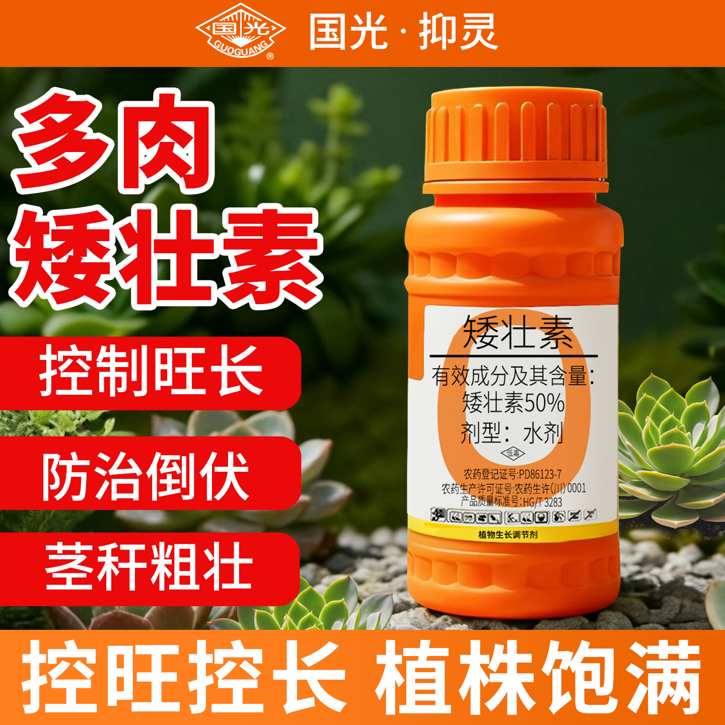 【多肉快速促矮化】促生长