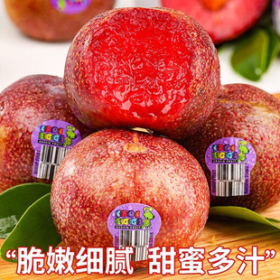 澳洲恐龙蛋李子【JD/SF多地次日达】新鲜李子水果进口孕妇生鲜