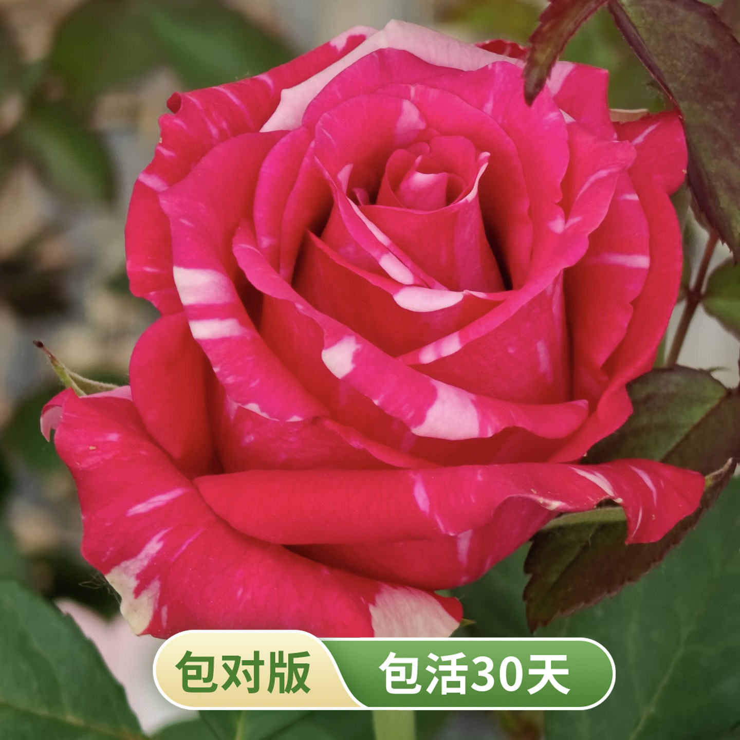 红豹子月季少刺抗病复花快
