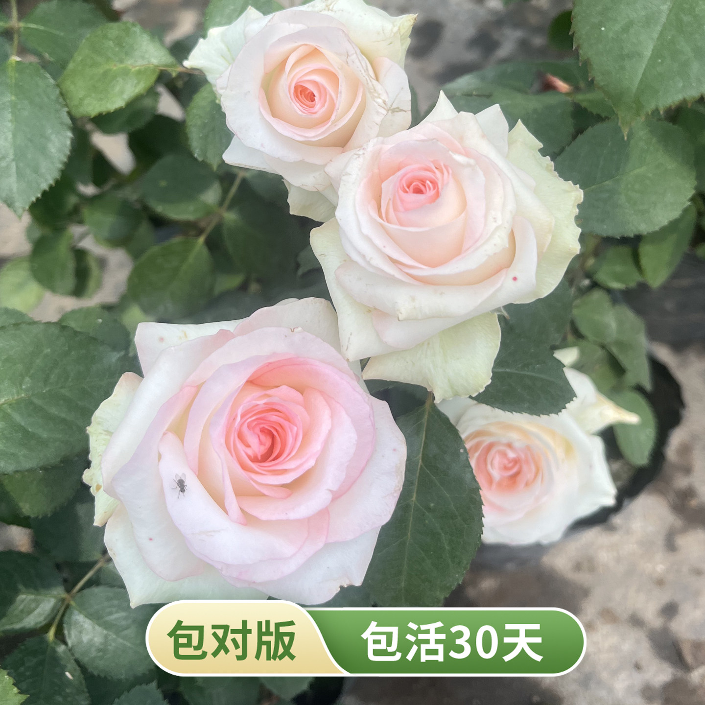 切花小白兔月季花苗多季勤花