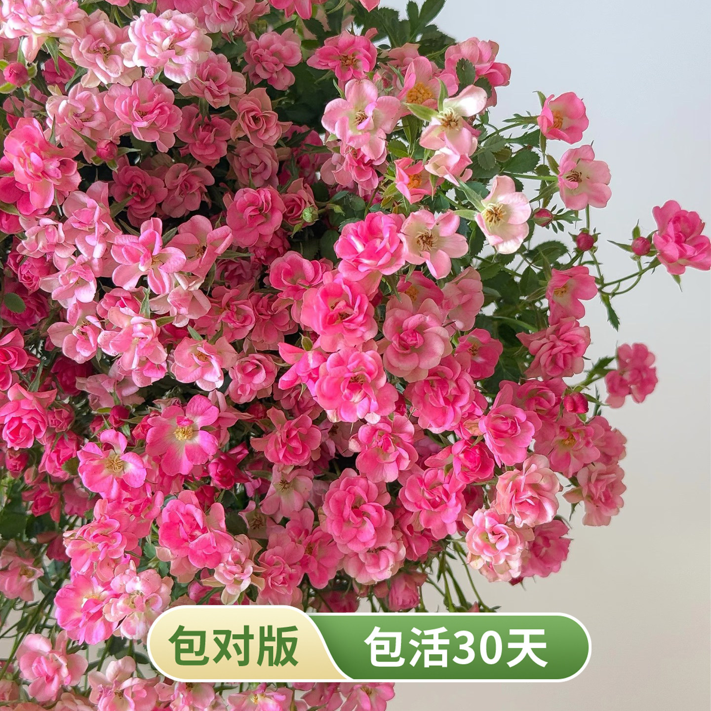 满天星月季花苗迷你多头勤花