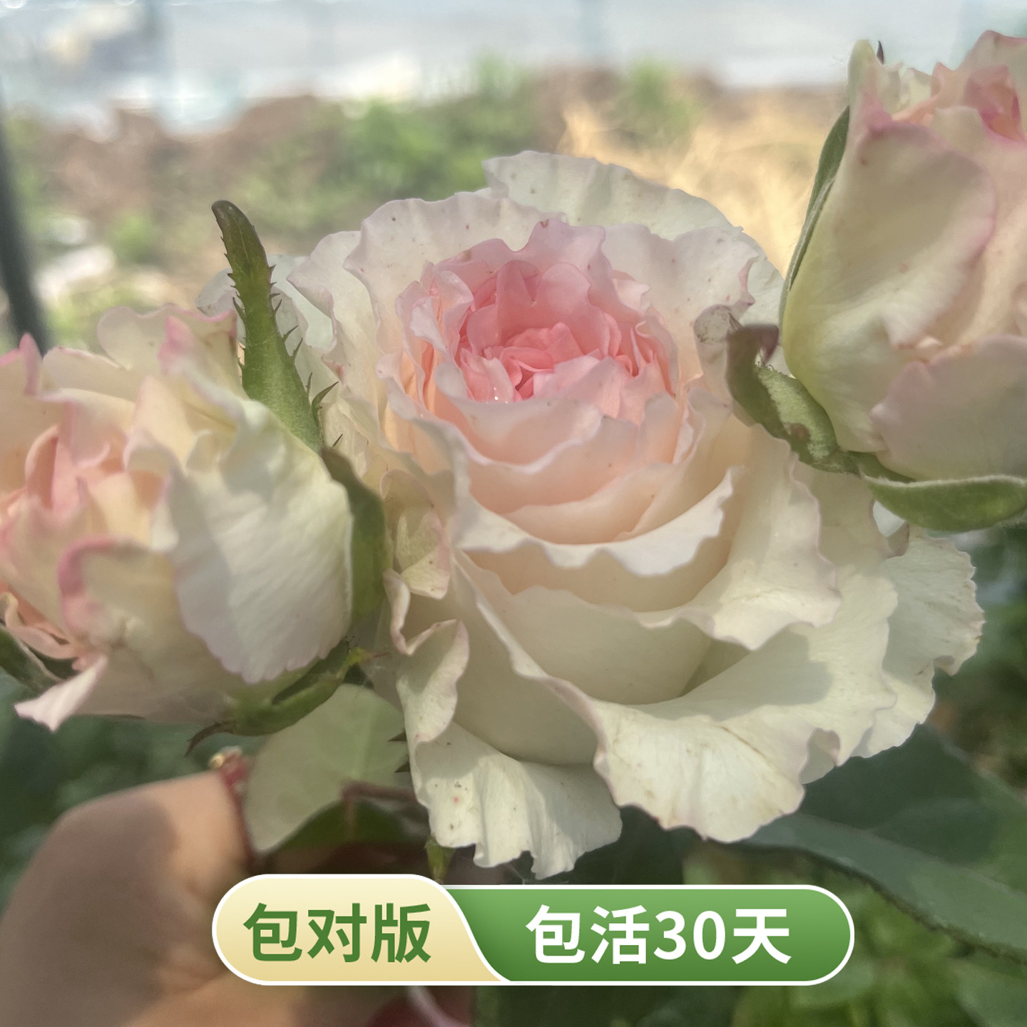 洛神灌木月季肯尼亚大切花