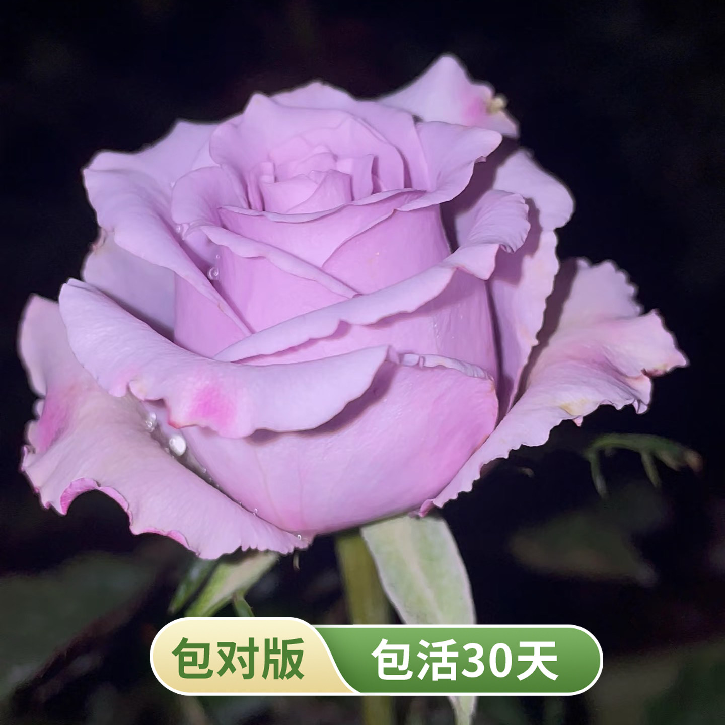 蓝气球月季苗浓香多季勤花阳台