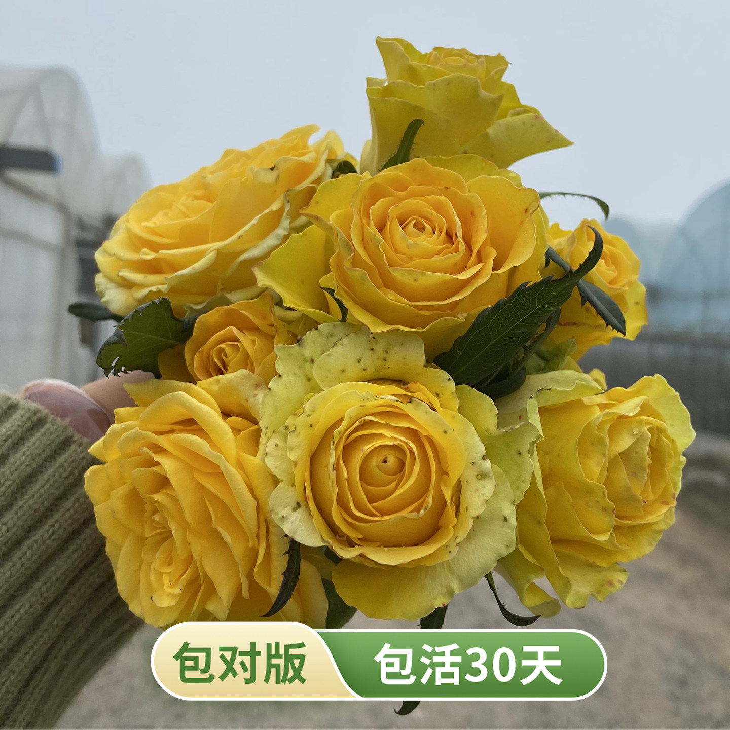 苏格兰黄油玫瑰花月季花苗