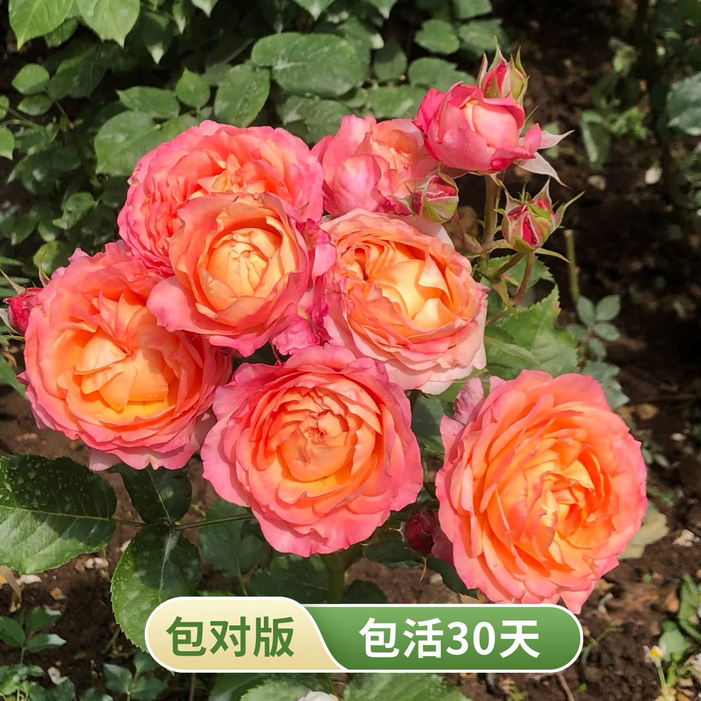 大花美人灌木月季橙色多头盆栽