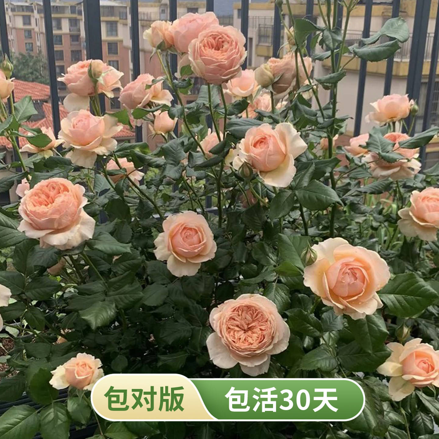 浓香黄色玫瑰四季花卉真宙