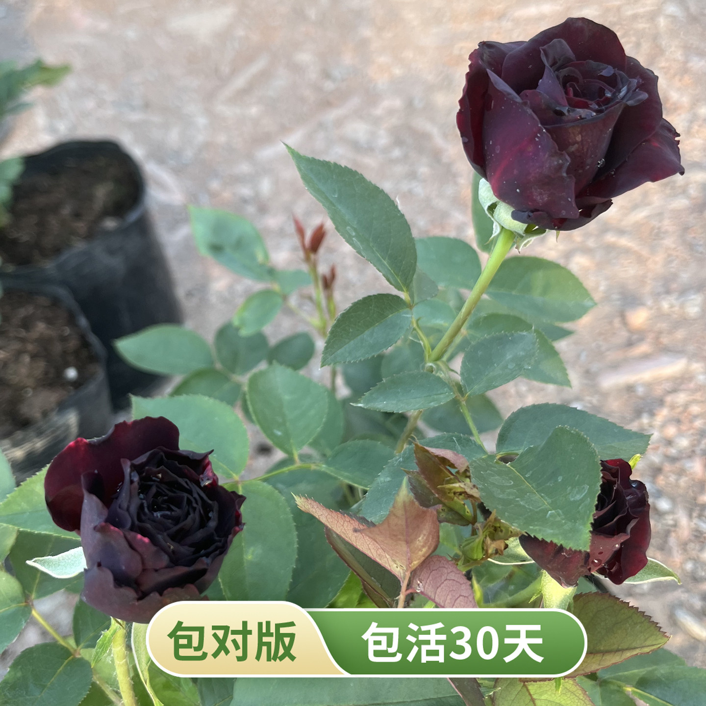 黑天鹅丝绒月季苗多季勤花阳台