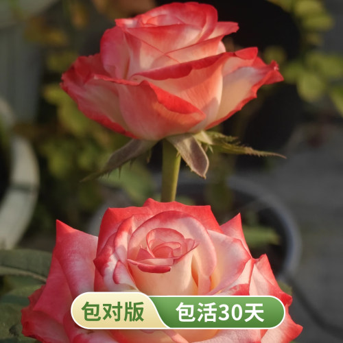 法尔法拉新品切花月季灌木