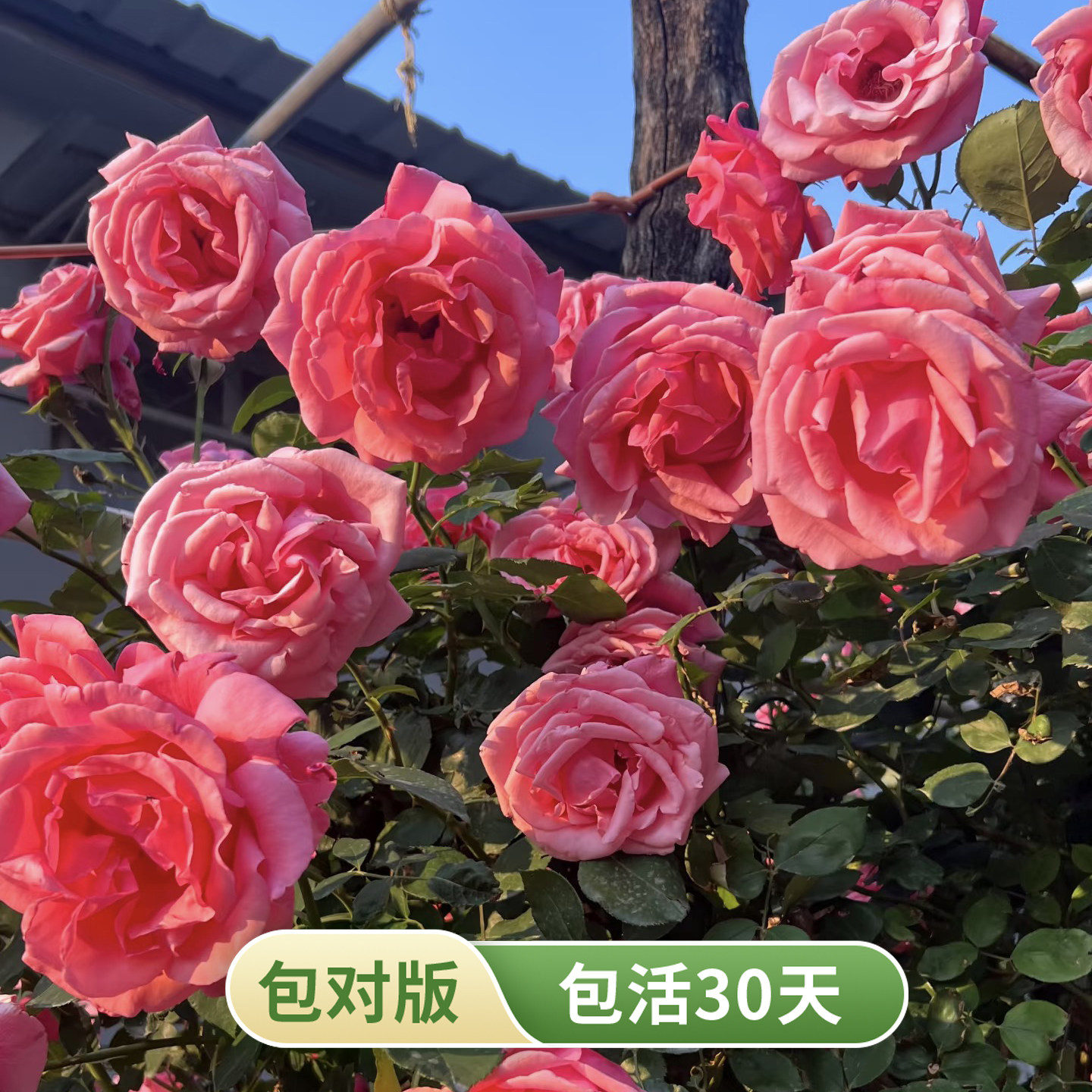 粉扇大花浓香多季勤花抗病月季苗