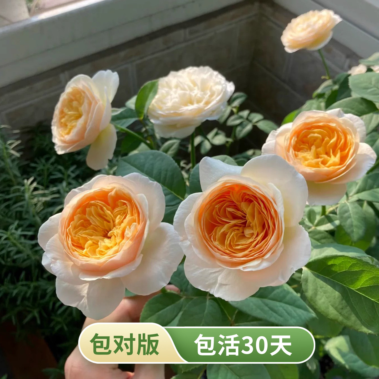 朱丽叶切花月季中苗奥斯汀大花