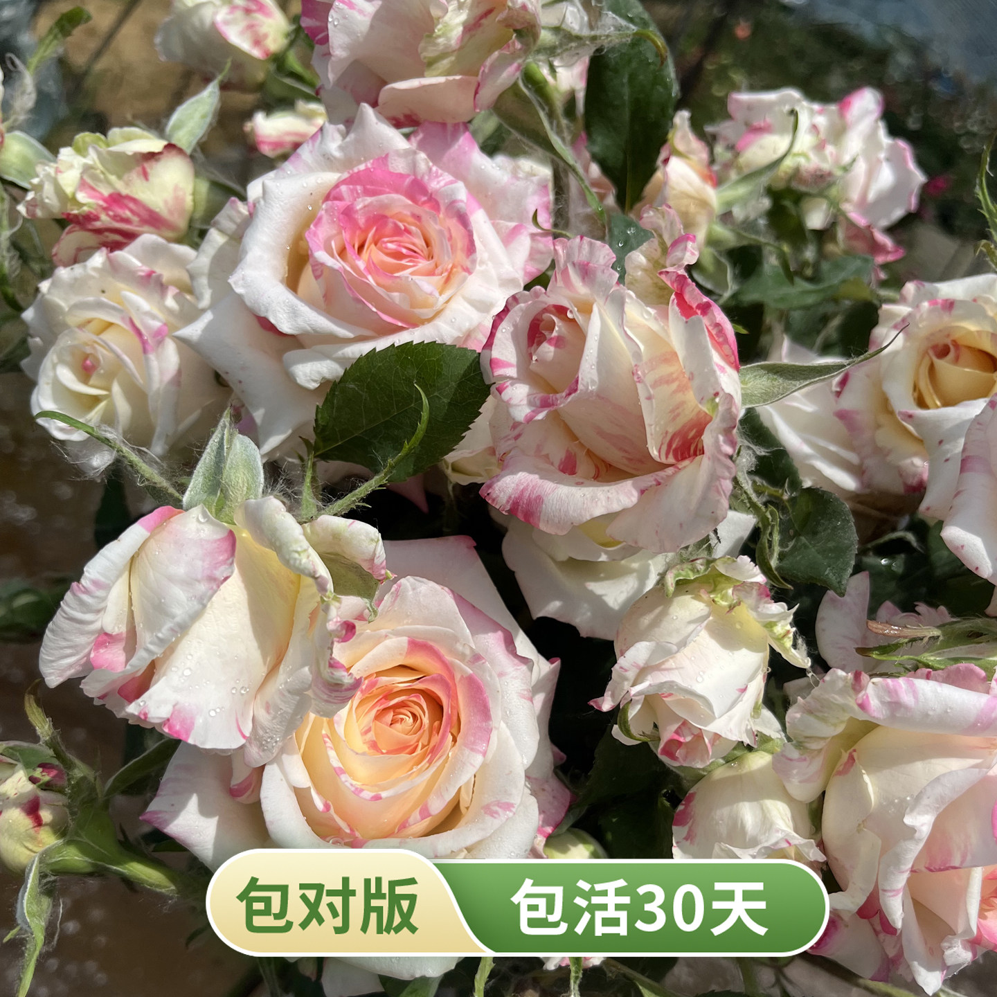 霓裳月季粉边复色浓香多季开花图片