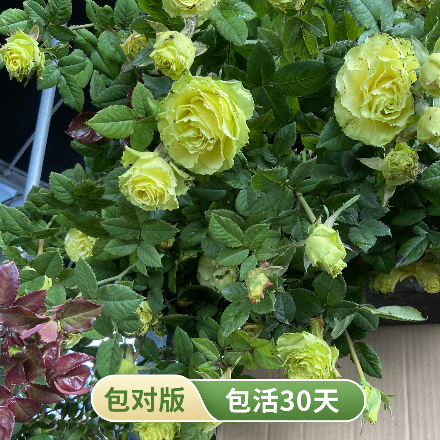绿行星月季高杯复色绿花切花月季长花期多季开花阳台庭院盆栽花苗