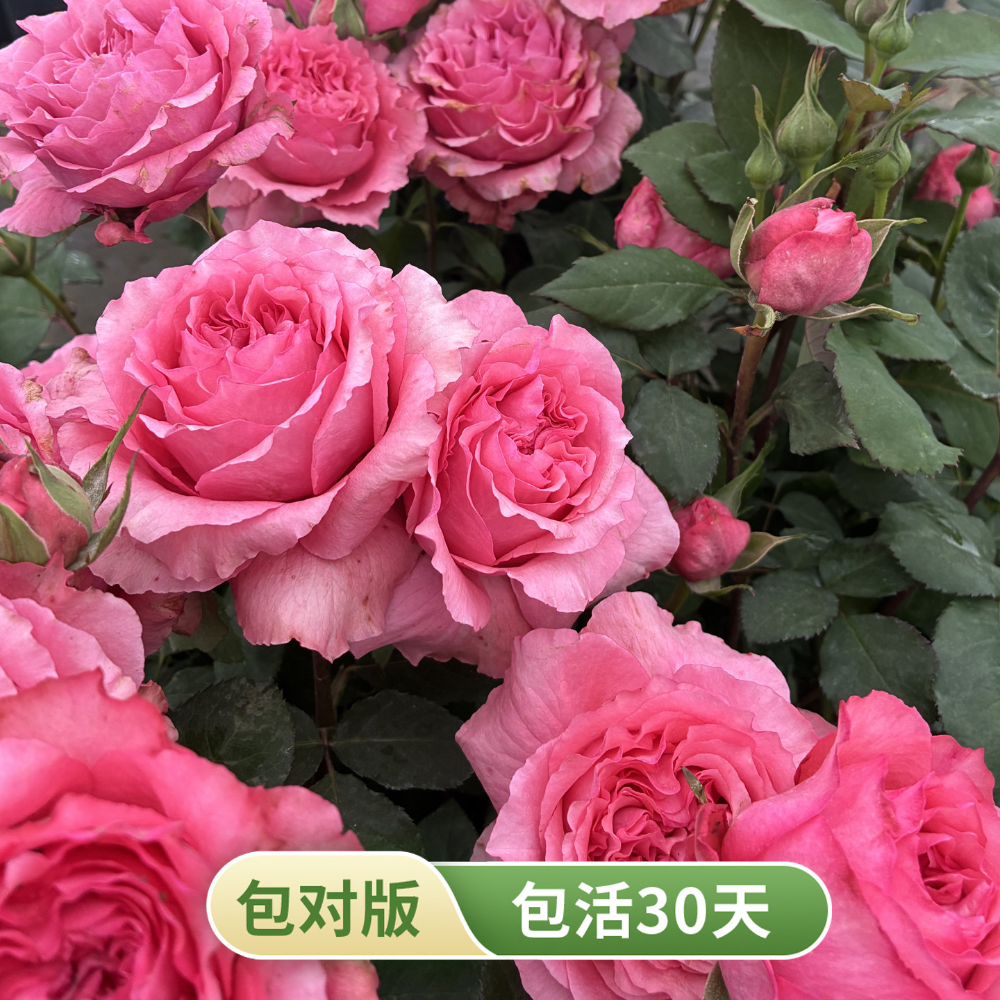珊瑚果冻灌木月季大花多头