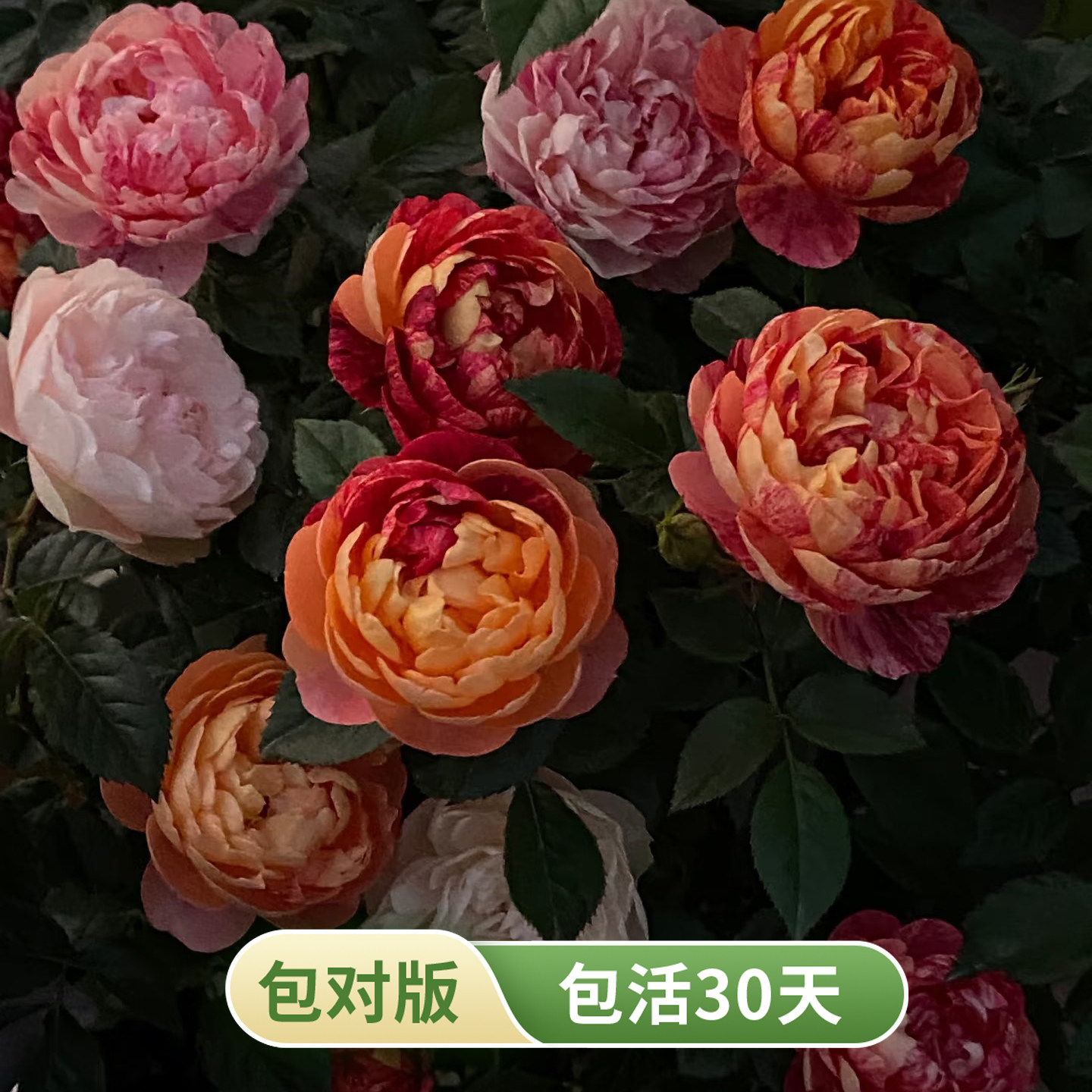 果汁飞溅月季芽变橙红条纹勤花