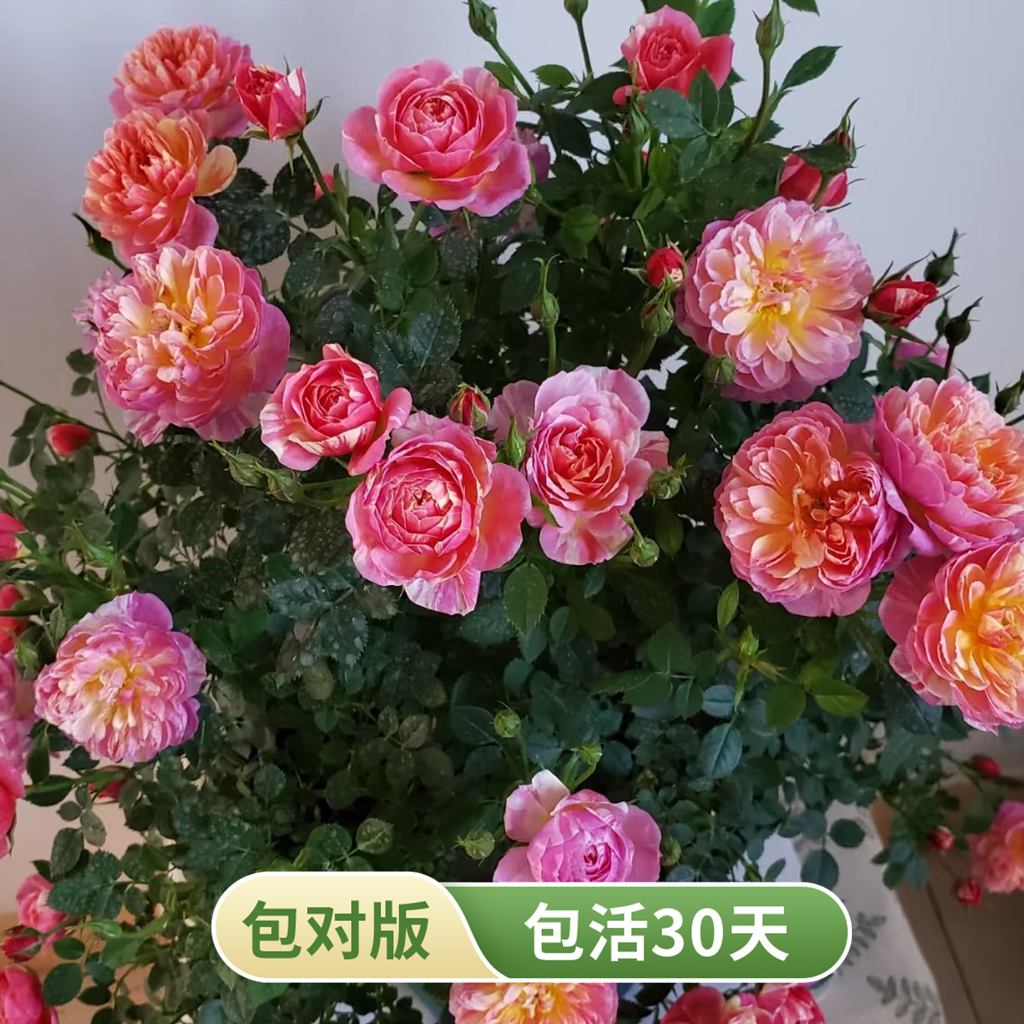 躲躲藏藏变色多头群开月季花苗