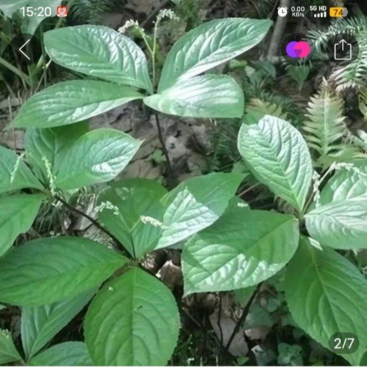 云南四块瓦四叶一枝花新鲜草药四大天王药材鲜货根枝叶中药材正品