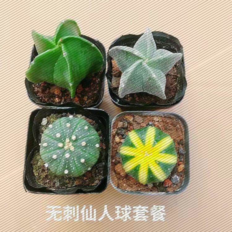 鸾凤玉四五角琉璃银砂仙人球多肉造型盆景