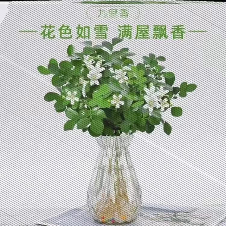夏季【蚊子克星】水培九里香盆栽绿植办公室内桌面卉
