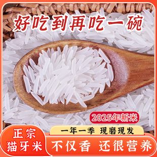 猫牙米10斤长粒香米优质籼米2025年新大米炒饭煲仔饭家庭一袋装