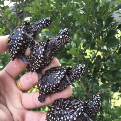 斑点池龟小斑点龟粮饲料斑点池龟龟粮斑点龟粮斑点龟饲料黑池龟