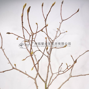 【玉兰枝】真花干花海棠枝干树枝样板间装饰材料枯枝条插花花材