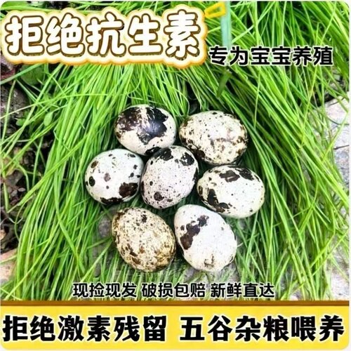 40枚生鹌鹑蛋农家土特产杂粮喂养孕妇宝宝小鸟蛋产地直发