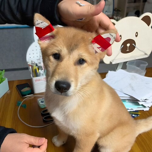 狗狗颜值大加分贴！狗狗立耳贴