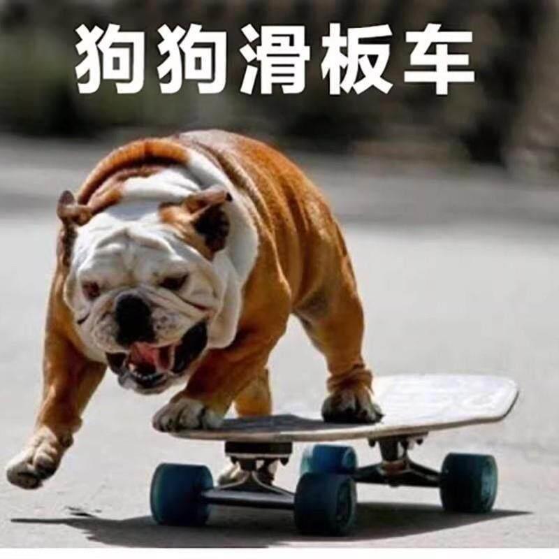 新款泰迪滑板车经典滑板车狗滑板车小型玩具法斗专用狗滑板带发光
