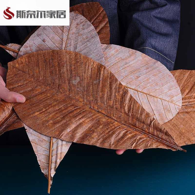 刺身料理丹麦叶 朴叶20片装 奇厨鲜朴叶干朴叶日式料理意境菜装饰