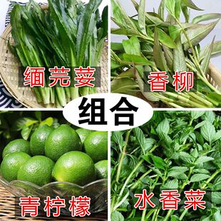 多种佐料组合云南缅芫荽香菜香柳青柠檬德宏新鲜蘸水调料野菜蔬菜