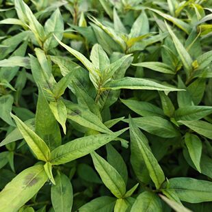 云南新鲜香柳叶/拉莎叶/拉沙叶香辣柳傣味泰国凉拌煮鱼1/2/3斤