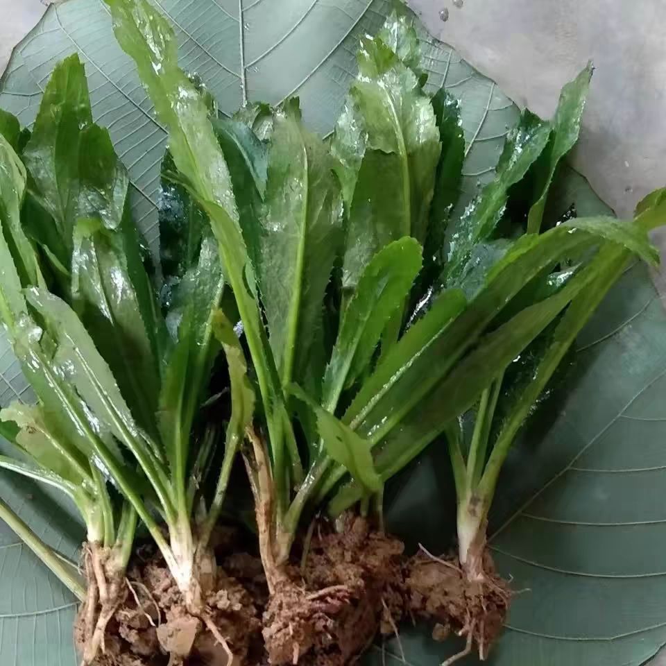 新鲜芫荽苗带根带泥发货