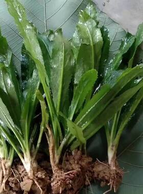 新鲜芫荽苗带根带泥发货