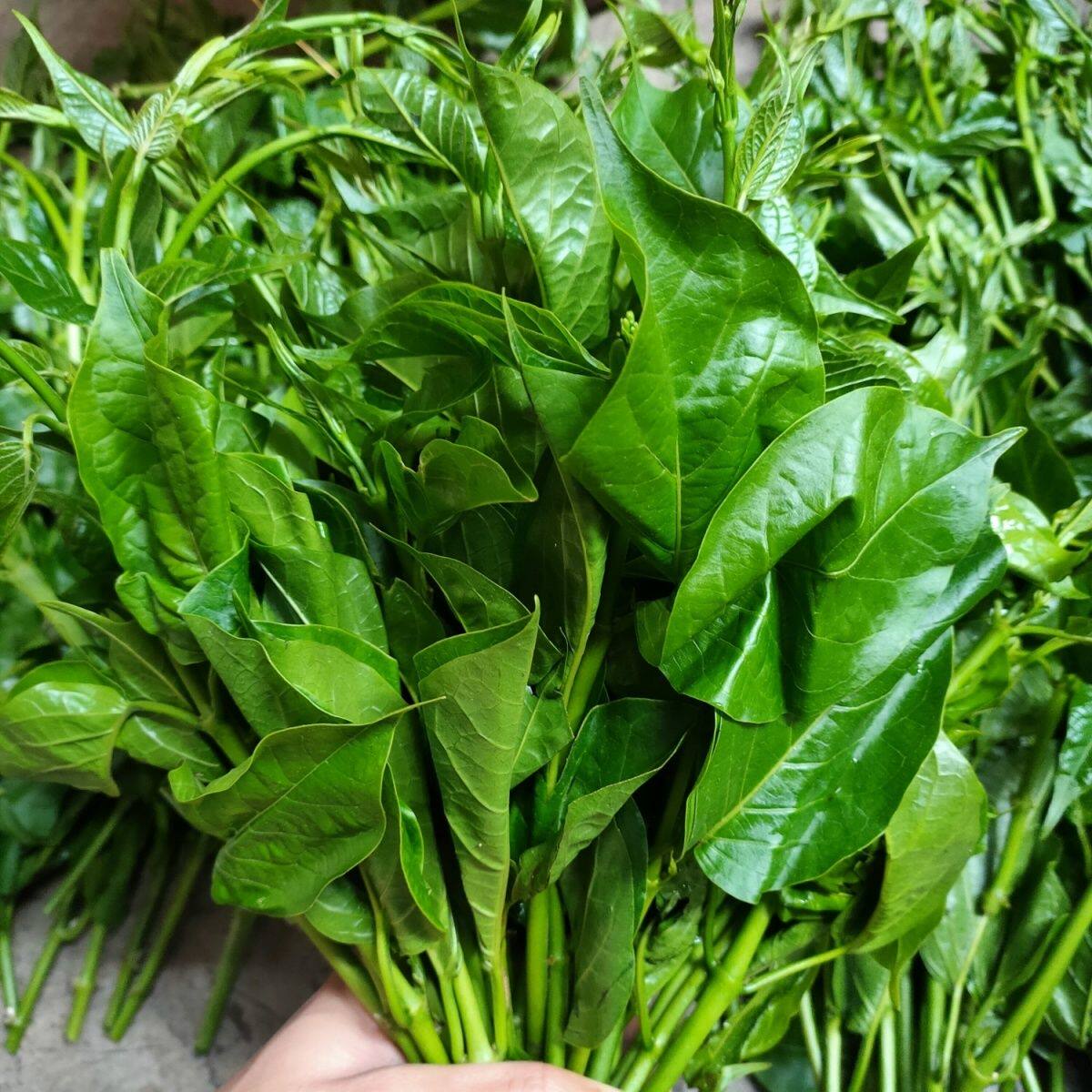 云南德宏傣家特色菜帕克秀新鲜美味野菜煮鸡蛋汤杂菜汤泡沫箱装