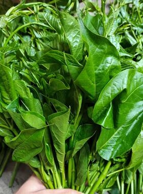 云南德宏帕克秀野菜汤杂菜汤