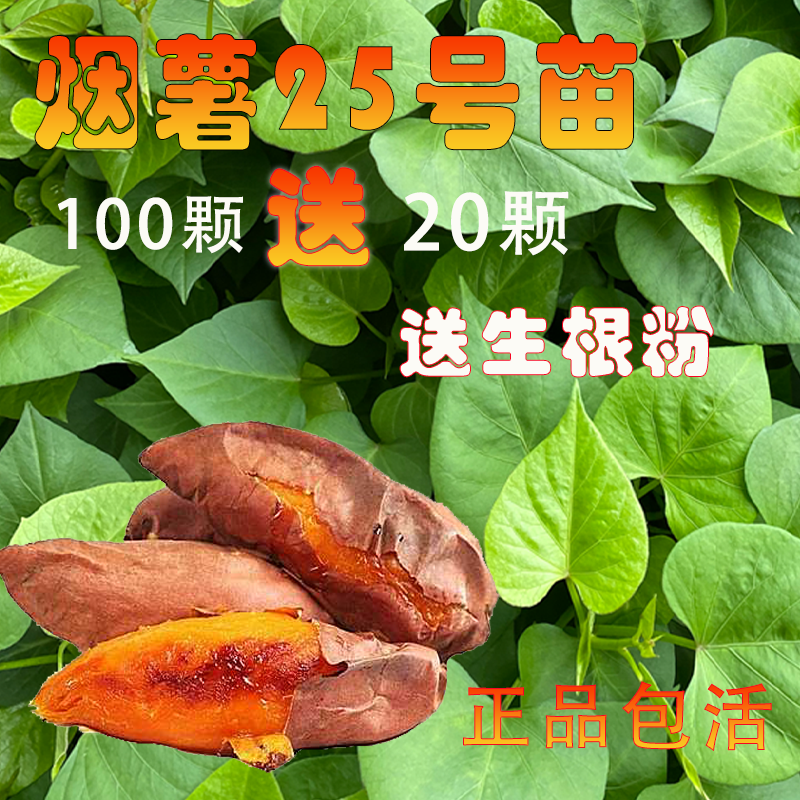 烟薯25号蜜薯苗农科院红薯苗高产