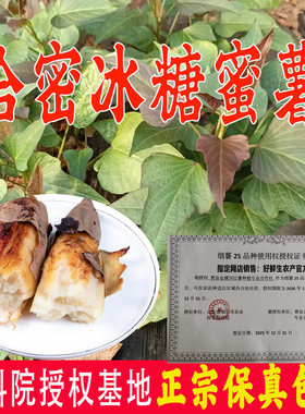 哈密红薯苗冰糖蜜薯苗脱毒地瓜苗