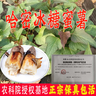哈密红薯苗冰糖心蜜薯苗白哈蜜番薯苗脱毒地瓜苗农科院山芋苗包活
