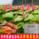 烟薯25红薯苗种蜜薯苗农科院脱毒糖心烤番薯苗地瓜秧高产山芋芽苗