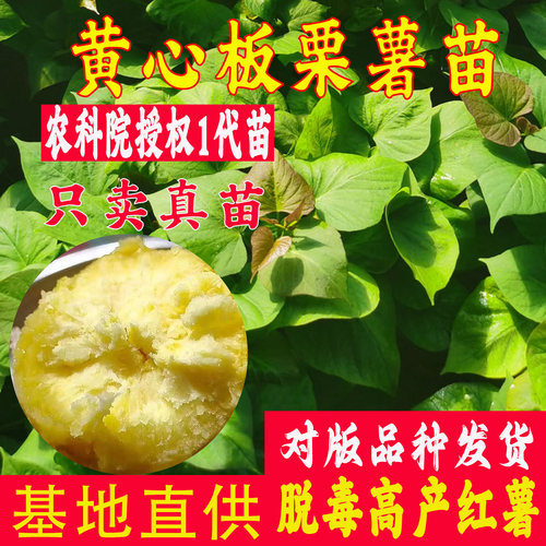 板栗红薯苗黄心香薯苗高产地瓜苗